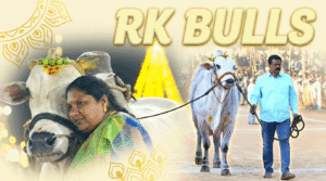 ongole bulls