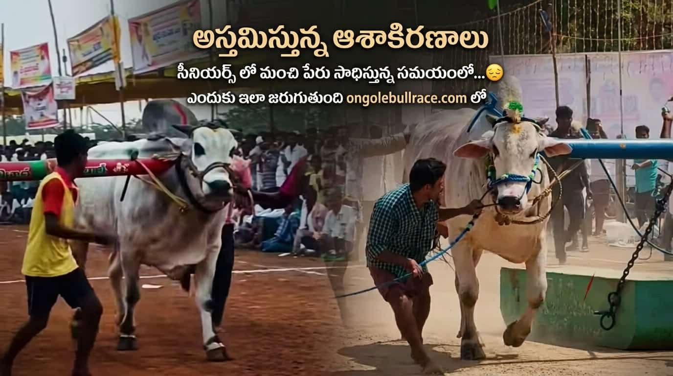 Deaths of precious ongole bulls